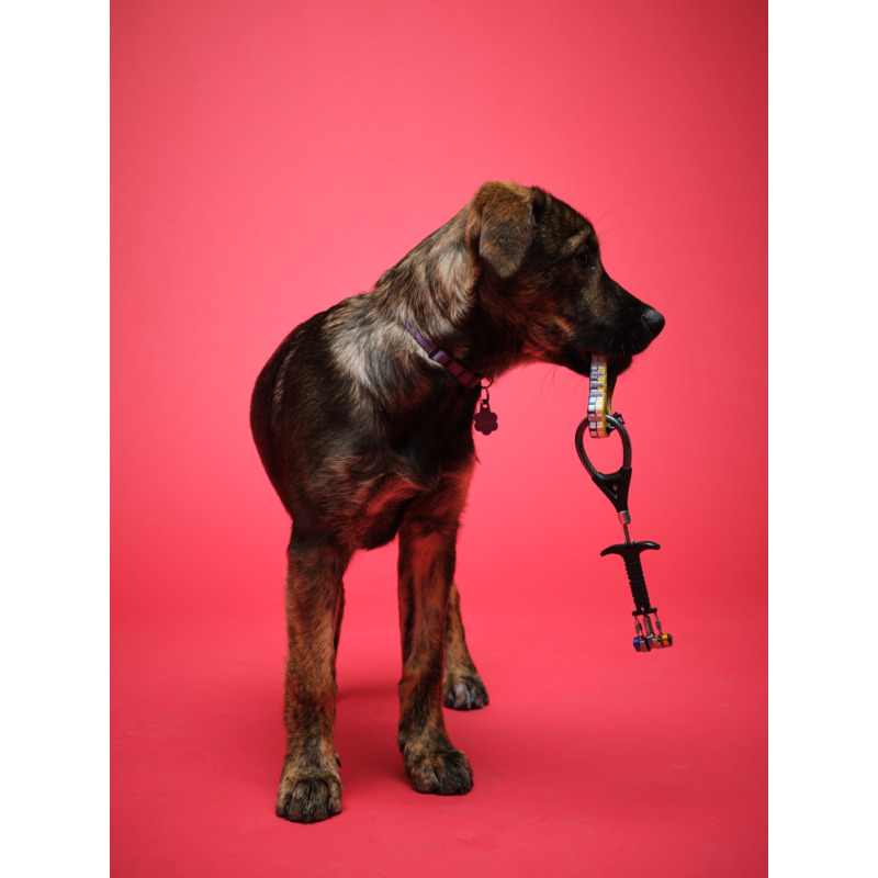 カモメ Camalot Z4 - Alpenglow Adventure Sports